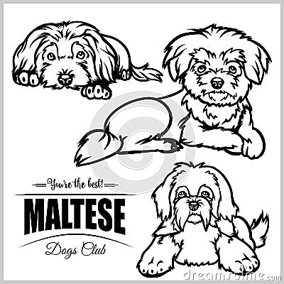 Maltese - vector set isolated illustration on white background Vector Illustration