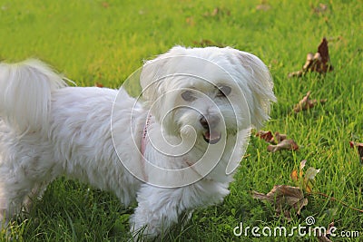 Malteser / Maltese - West Higland Terrier half-breed Stock Photo