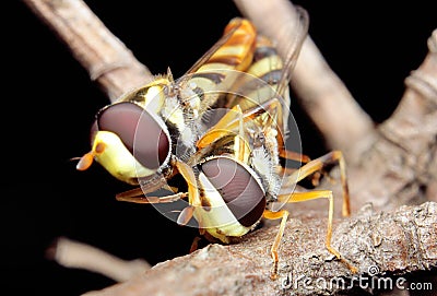 Mate insect hoverfly flies Stock Photo