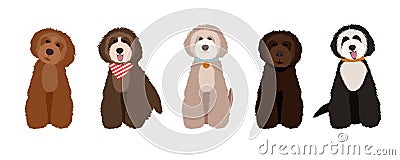 Maltipoo, australian labradoodle and poodle cartoon dogs set illustration. Vector Illustration