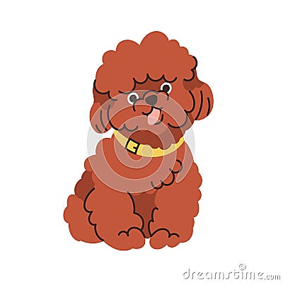 Maltipoo, Maltese Poodle mix, dog breed. Cute dwarf mini doggy with curly kinky hair, coat. Happy miniature puppy. Funny Vector Illustration