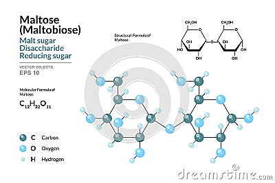 Maltose. Maltobiose or Malt Sugar. Disaccharide. Structural Chemical Formula and Molecule 3d Model. C12H22O11 Vector Illustration