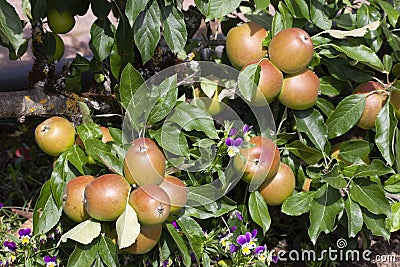 Malus domestica 'Meridian' apples Stock Photo