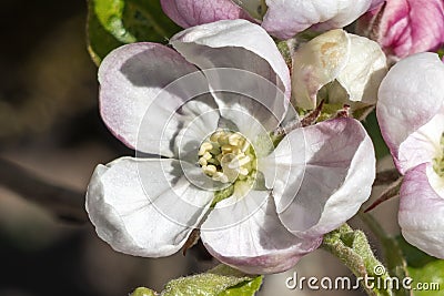 Malus Domestica `Scrumptious` apple blossom Stock Photo