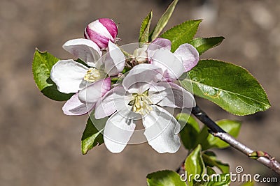 Malus Domestica `Scrumptious` apple blossom Stock Photo