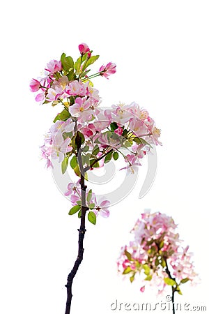 Malus micromalus Stock Photo