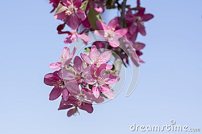 Malus royalty, ornamental apple tree, springtime, purple pink flowers on branches Stock Photo