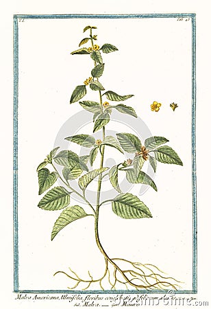 Malva americana ulmifolia Malvastrum coromandelianum Cartoon Illustration