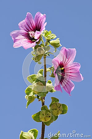 Malva dendromorpha flower Stock Photo