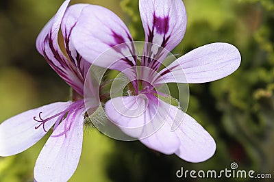 Malva flower Stock Photo