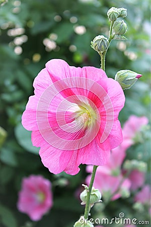 Malva Flower Stock Photo