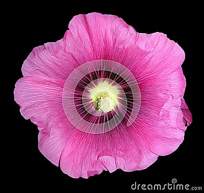 Malva flower isolated Stock Photo