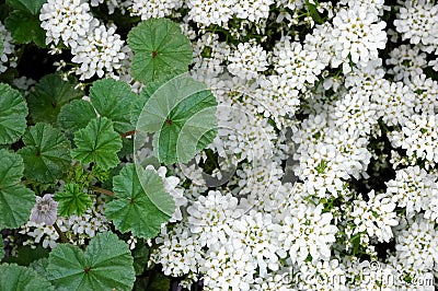 Malva leafs white flowers Stock Photo