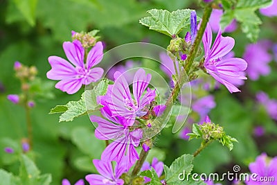 Malva sylvestris, a medicinal plant Stock Photo