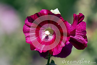 Malvaceae at the green background Stock Photo