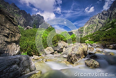 Maly Studeny potok creek and pine trees in Mala Studena Dolina valley in High Tatras Stock Photo