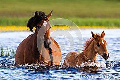 Mama and Baby horses walking in lake Stock Photo
