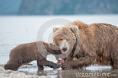 Mama bear and her cubs Stock Photo