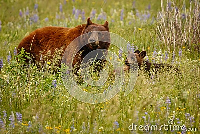 Mama bear with her cubs in Waterton Lakes NP, Canada Stock Photo