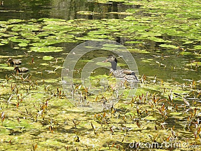 Mommy and her little ones, wildlife, birds, ducks, ducklings Stock Photo