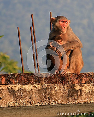 Mama Monkey with Baby Monkey Stock Photo