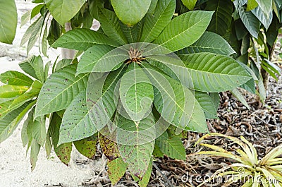 Mamey Sapote With Leaf Spots Stock Photo