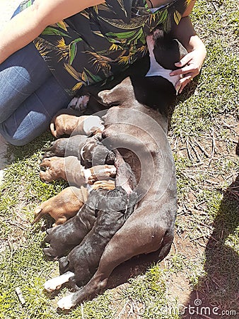 Mamma Pitbull and her new pups Stock Photo
