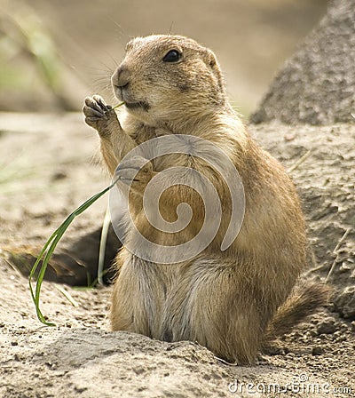 Mammal Stock Photo