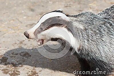 Mammal, Badger - close-up Stock Photo