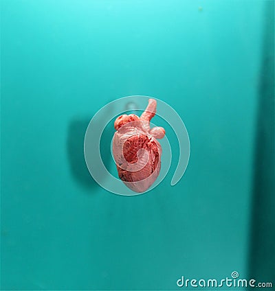 Mammal Heart Stock Photo