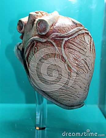 Mammal Heart Stock Photo