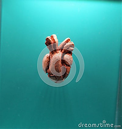 Mammal Heart Stock Photo