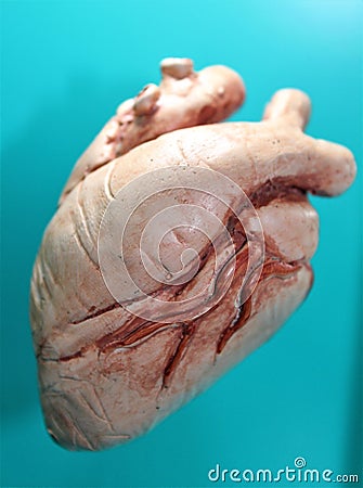 Mammal Heart Stock Photo