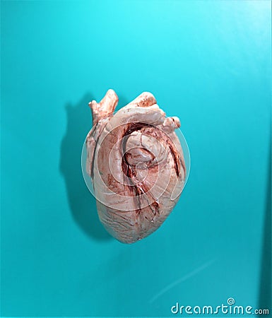 Mammal Heart Stock Photo