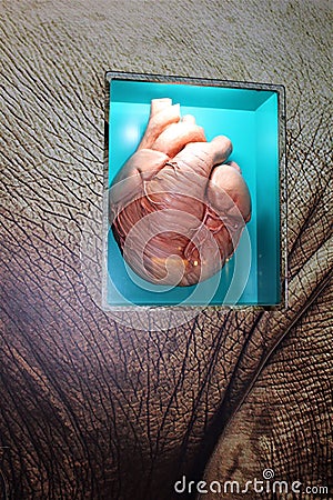 Mammal Heart Stock Photo