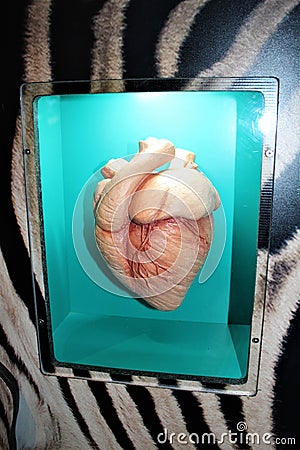 Mammal Heart Stock Photo