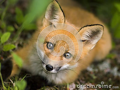 Mammal red fox C Stock Photo