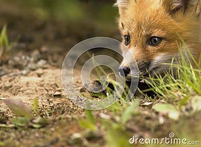 Mammal red fox D Stock Photo