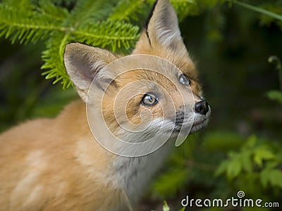 Mammal red fox G Stock Photo