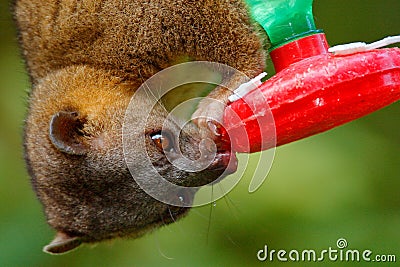 Mammal sucking sugar water from red feeder. Kinkajou, Potos flavus, tropic animal in the nature forest habitat. Mammal in Costa Ri Stock Photo