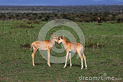 Mammals Stock Photo