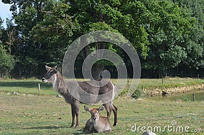 mammals Stock Photo