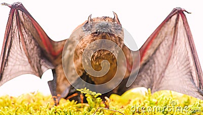 Mammals naturally capable of true and sustained flight. Bat emit ultrasonic sound to produce echo. Bat detector. Ugly Stock Photo