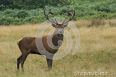 MAMMALS - Red Deer Stock Photo