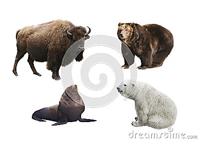 Mammals of Russia on a white background Stock Photo