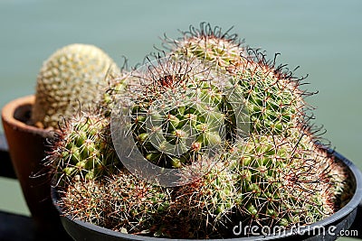 Mammillaria Beneckei Variegata cactus Stock Photo