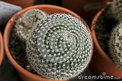 Mammillaria cactus plants in the garden Stock Photo