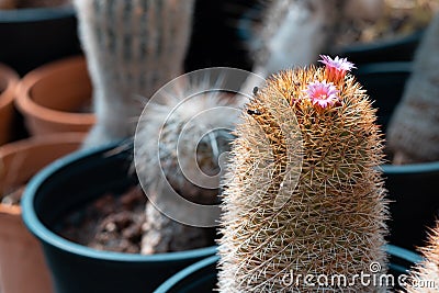 Mammillaria cactus, a special type with little pink flowers, Stock Photo