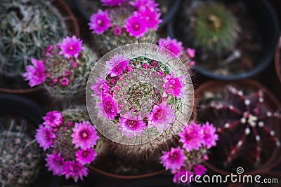 Mammillaria cactus, a special type with pink flowers, Stock Photo