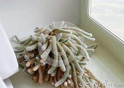 Mammillaria cactuse growing windowsill. Plants and succulents. Botanical home gardening. Stock Photo